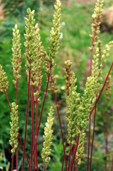 Heuchera chlorantha (en fruits) photo